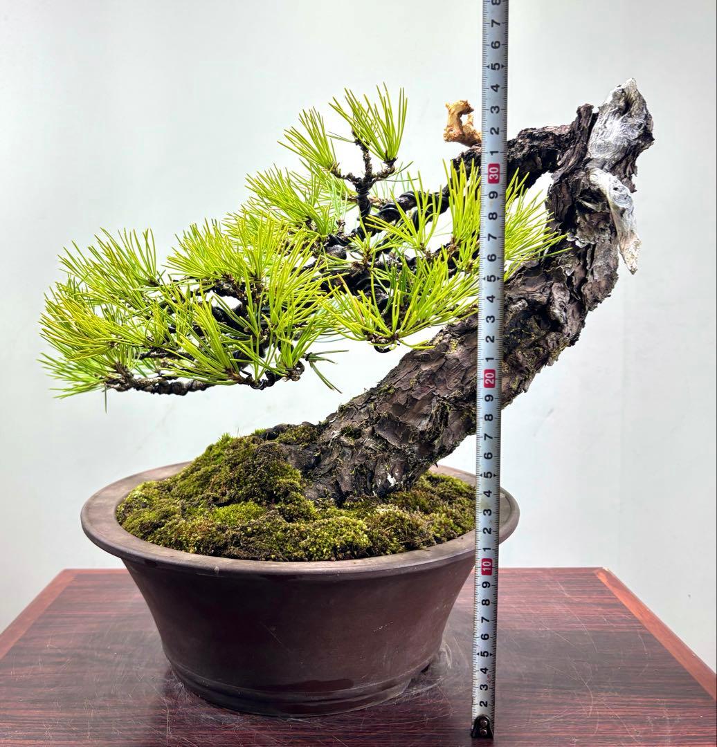 r*i様 黒松　盆栽　面白い木‼️