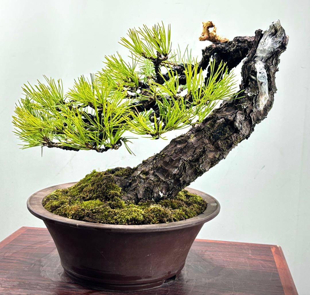 r*i様 黒松　盆栽　面白い木‼️