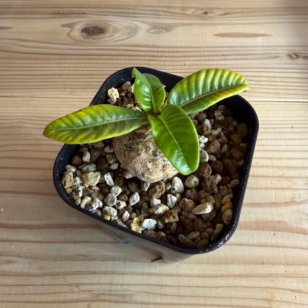 パキポディウムウィンゾリー 国内実生株