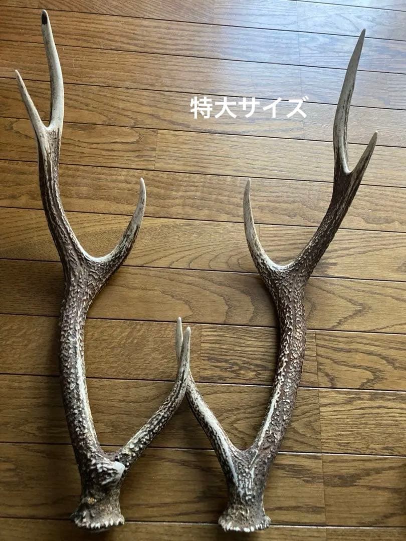 鹿の角　ハンドメイド素材　鹿のインテリア　鹿角特大サイズ　薬剤不使用