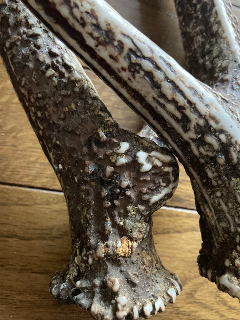 鹿の角　ハンドメイド素材　鹿のインテリア　鹿角特大サイズ　薬剤不使用