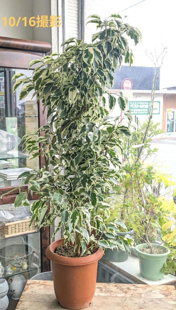 ❀Mints プロフ見て下さい¨̮♡︎様❀ フィカスベンジャミンスターライト