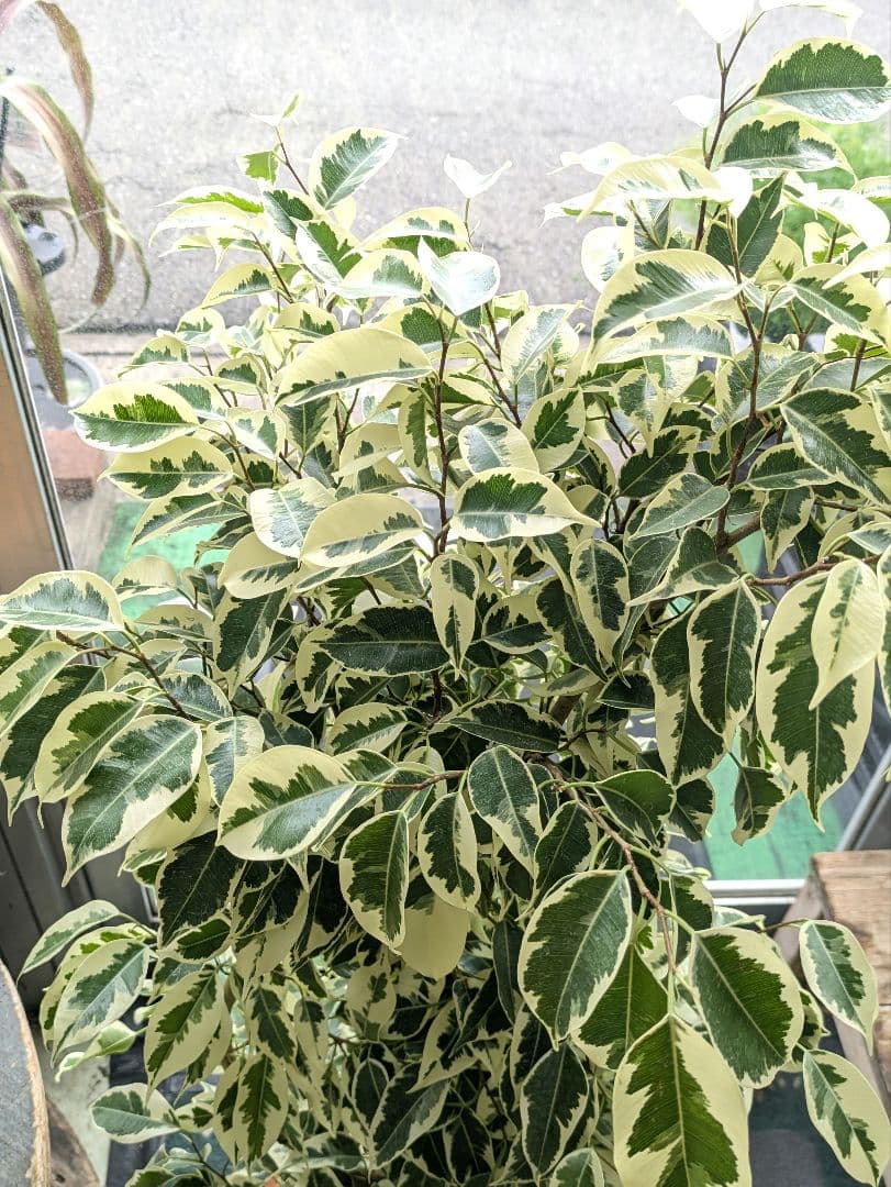 ❀Mints プロフ見て下さい¨̮♡︎様❀ フィカスベンジャミンスターライト