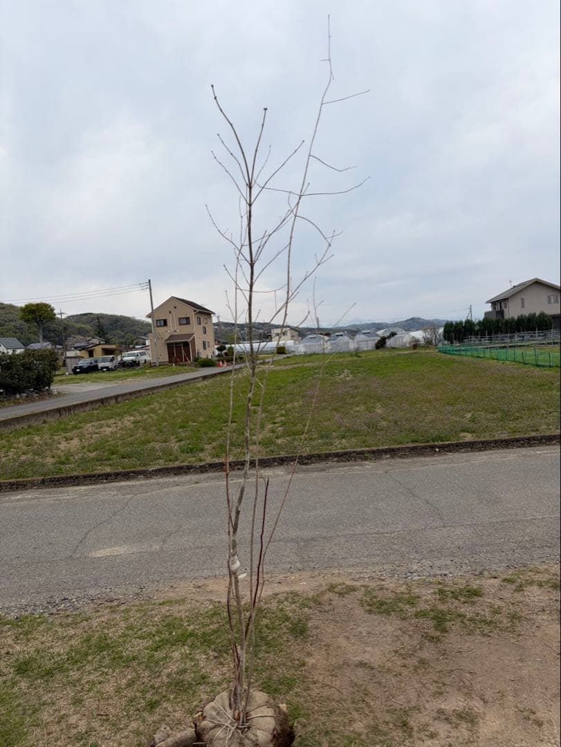 山採り アオダモ クロモジ 混合株 アオダモ4本立ち クロモジ2本立ち