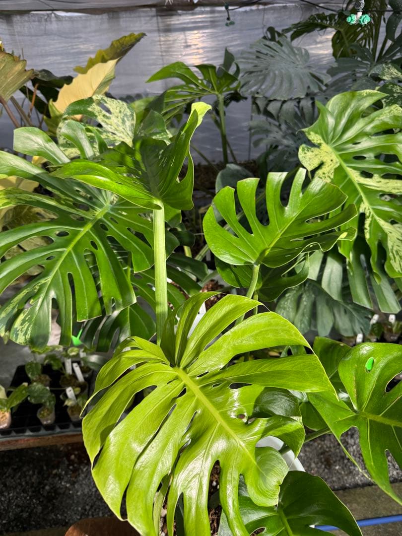 モンステラ　デリシオーサ　インテリア用実生何となく丸葉　180梱包サイズ送料無料