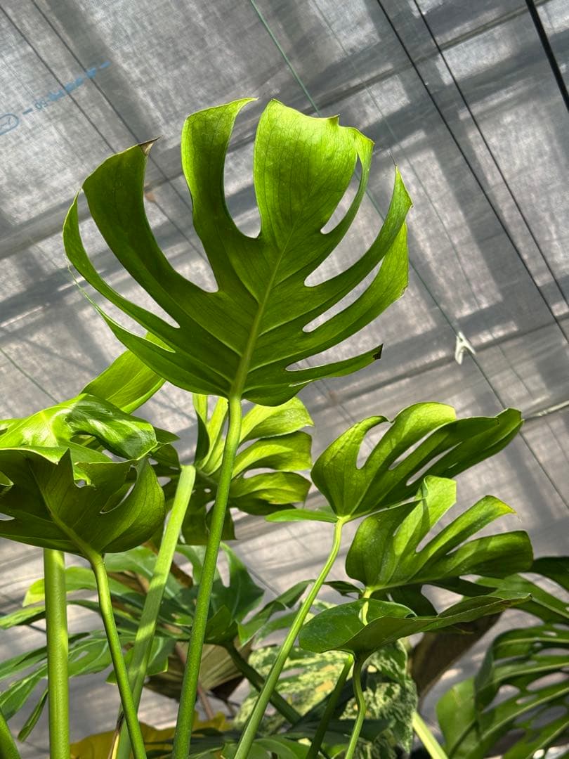 モンステラ　デリシオーサ　インテリア用実生何となく丸葉　180梱包サイズ送料無料