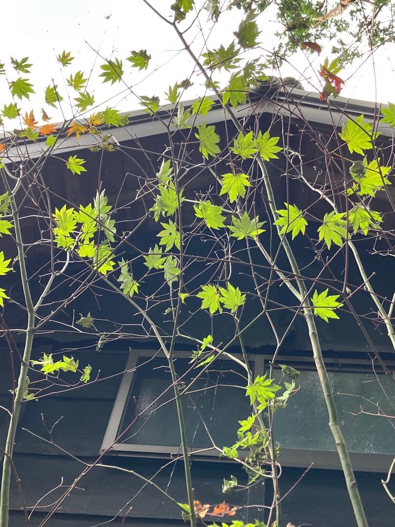 山採り　コハウチワカエデ 特大