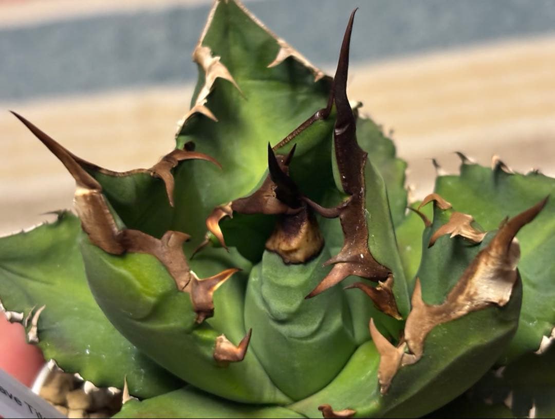 実生 オテロイ 検索)オアハカ スナグル チタノタ アガベ fo-076 ホリダ