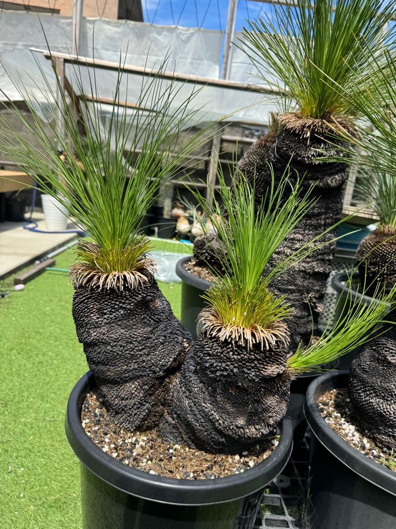 分頭 ブラック ボーイ クサントロエア