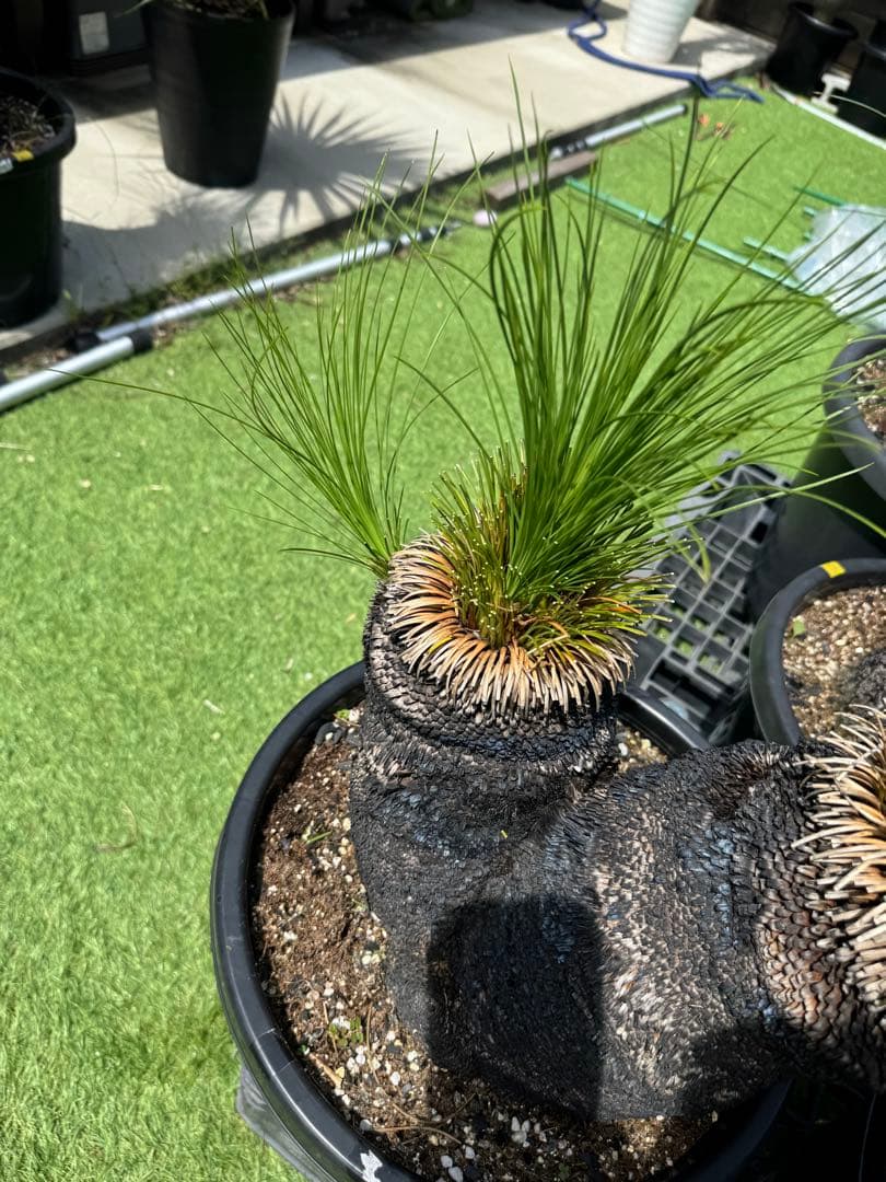 分頭 ブラック ボーイ クサントロエア