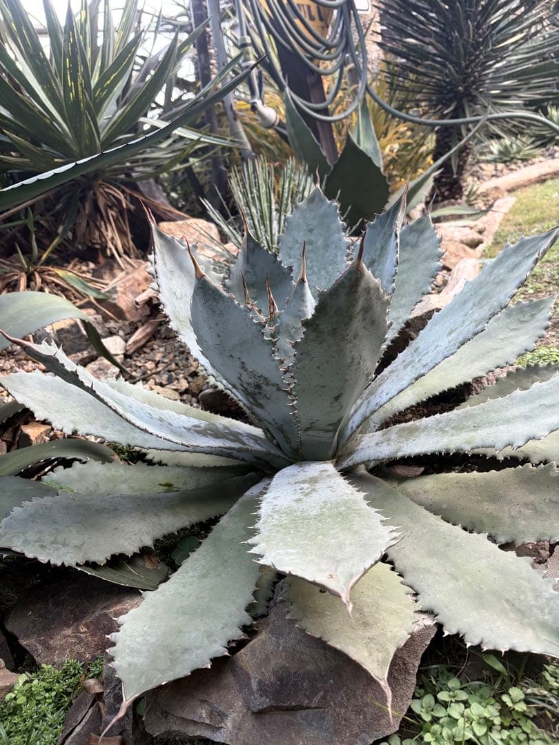 耐寒性アガベ グアダラハラナ大株 青白◇ドライガーデン多肉サボテン　ユッカ　ヤシ