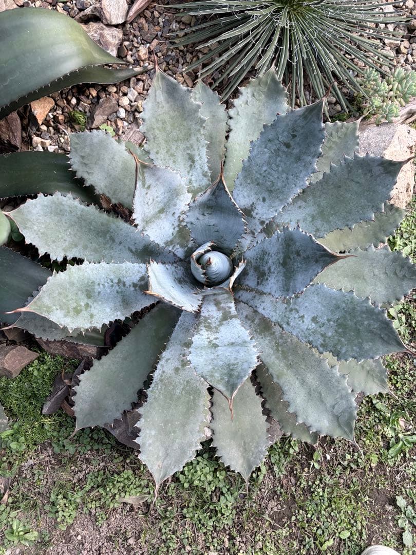 耐寒性アガベ グアダラハラナ大株 青白◇ドライガーデン多肉サボテン　ユッカ　ヤシ