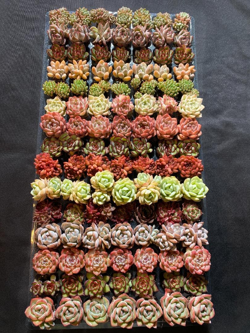 K*Z様 R19　15種類の土と根付き105苗セット　多肉　エケベリア　韓国苗