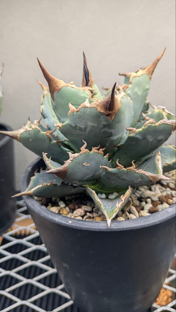 【唯一無二】アガベ　チタノタブルー　実生　検）オアハカ　オテロイ　ノーネーム