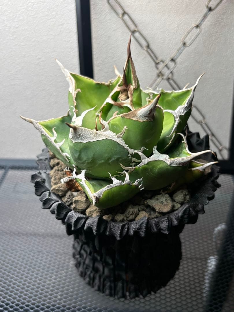 アガベ　チタノタ　SAD 南アフリカダイヤモンド