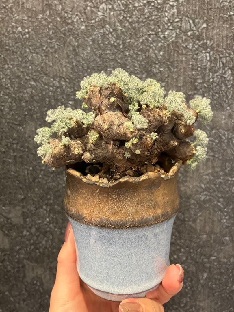 モンソニア　ムルチフィダ　ムルチフィズム　現地株　盆栽風