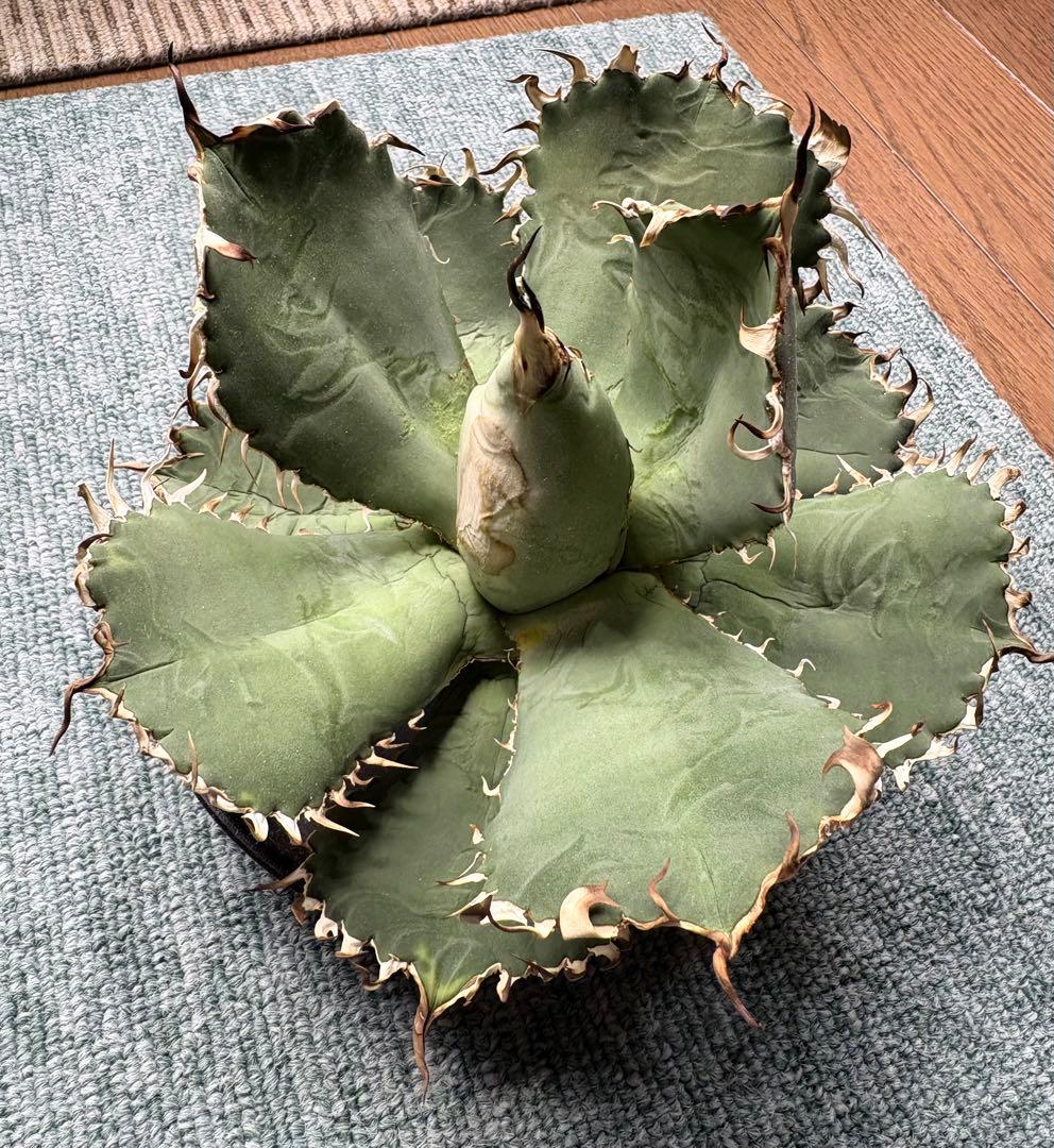 アガベチタノタフィリグリー　大株　ベアルート