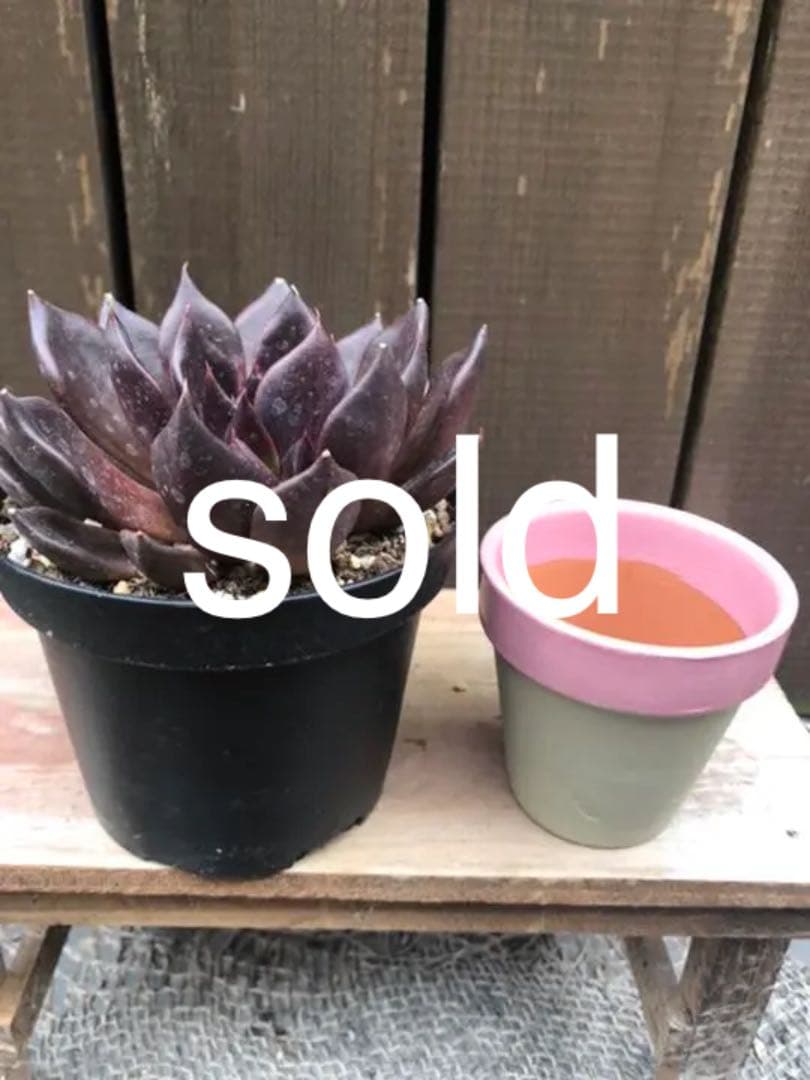多肉植物 ブラックプリンス♡抜き苗(^○^)