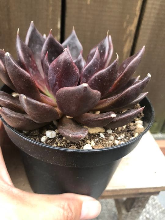 多肉植物 ブラックプリンス♡抜き苗(^○^)