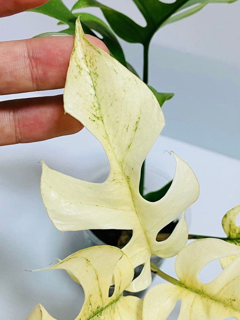 ☆超美斑株☆ ラフィドフォラ ホワイトモンスター ミント ヒメモンステラ