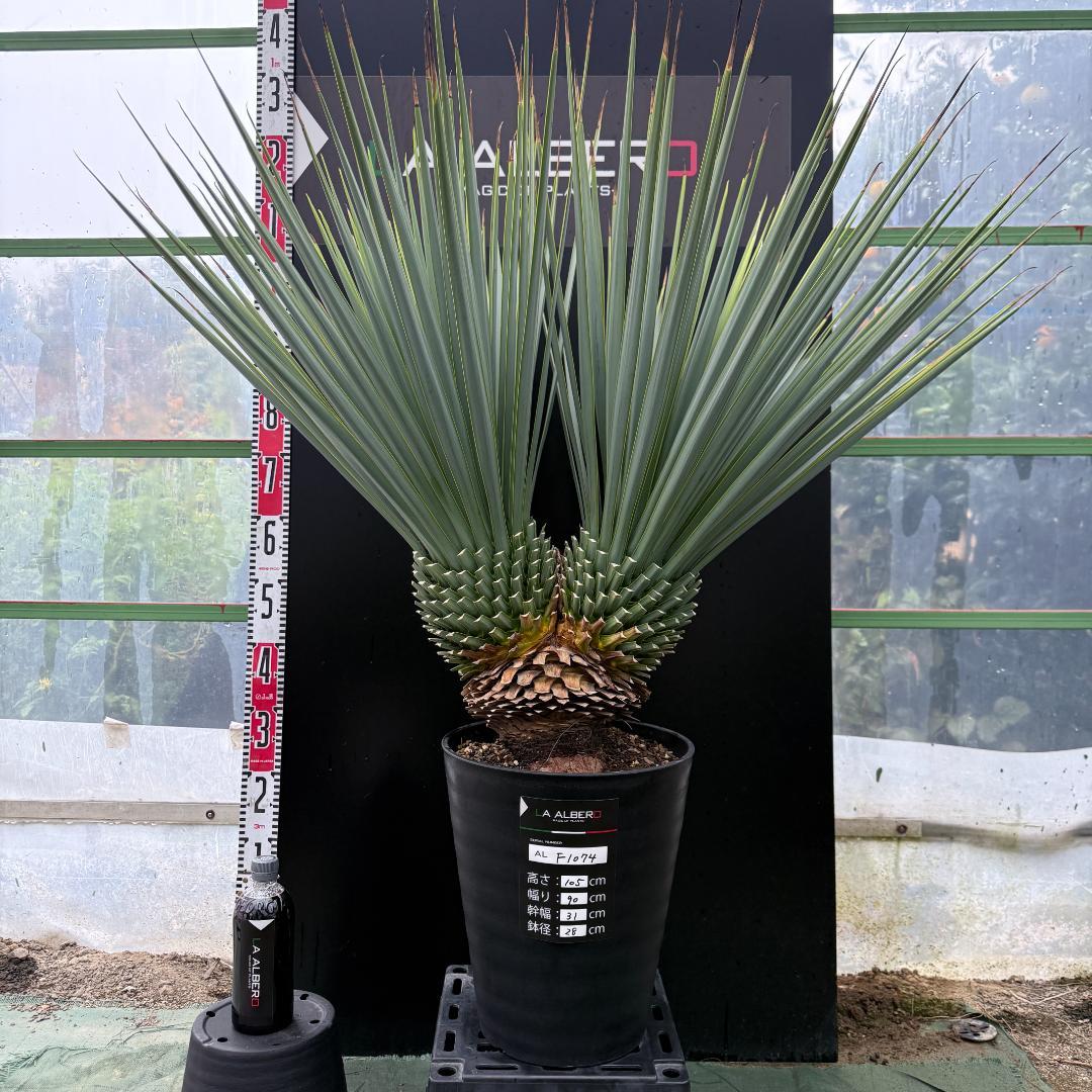 【AL-F1074】ユッカ　LA ALBERO　Ver.リギダ　頂上分頭　極上