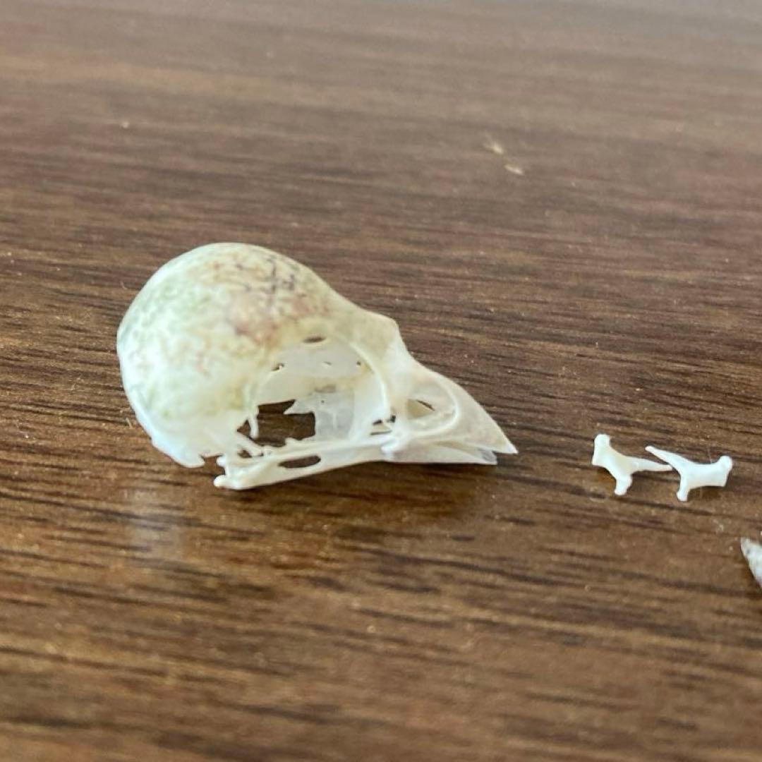 スズメの骨格標本•翼標本