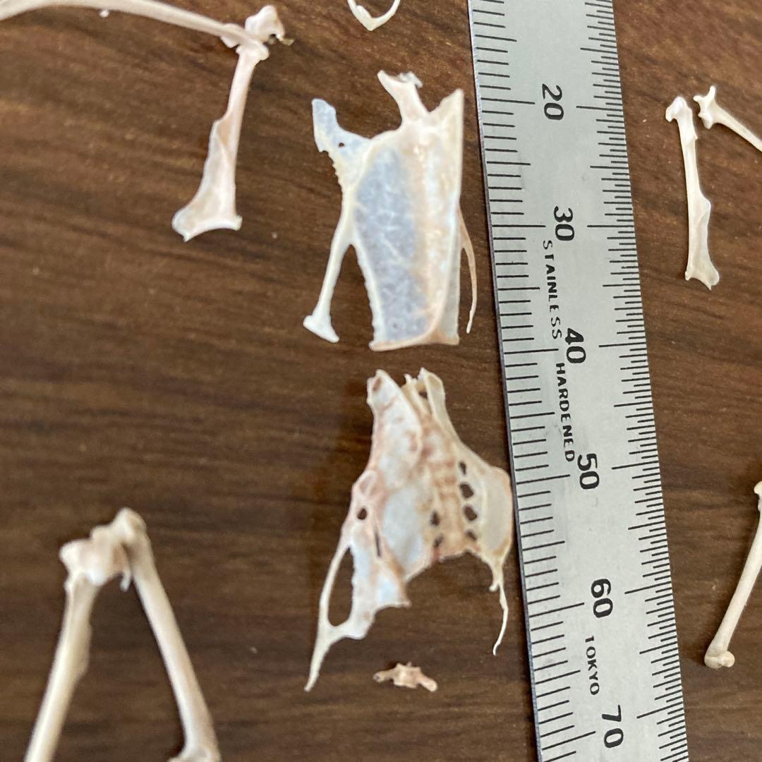 スズメの骨格標本•翼標本