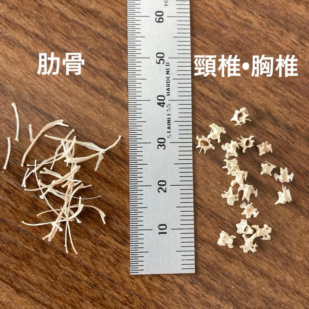 スズメの骨格標本•翼標本