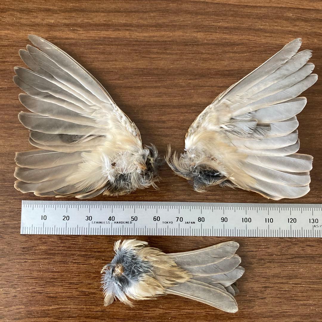 スズメの骨格標本•翼標本