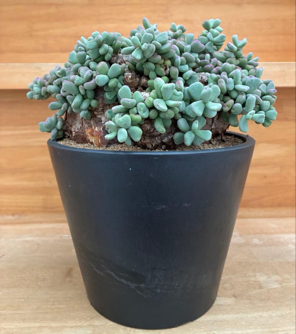 ケラリアピグマエア　大株