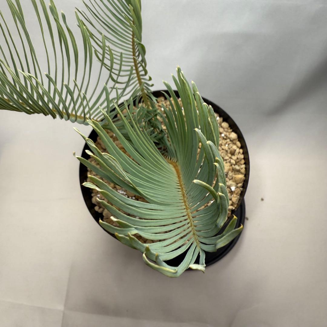 ブルーソテツ　サイカス　カイルンシアナ　① メルカリ便