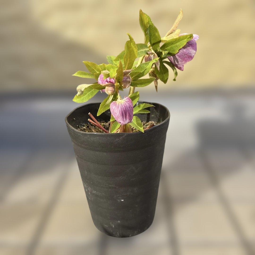 広瀬園芸　クリスマスローズ　ストロベリーオーレア　白抜け　開花株　匿名発送