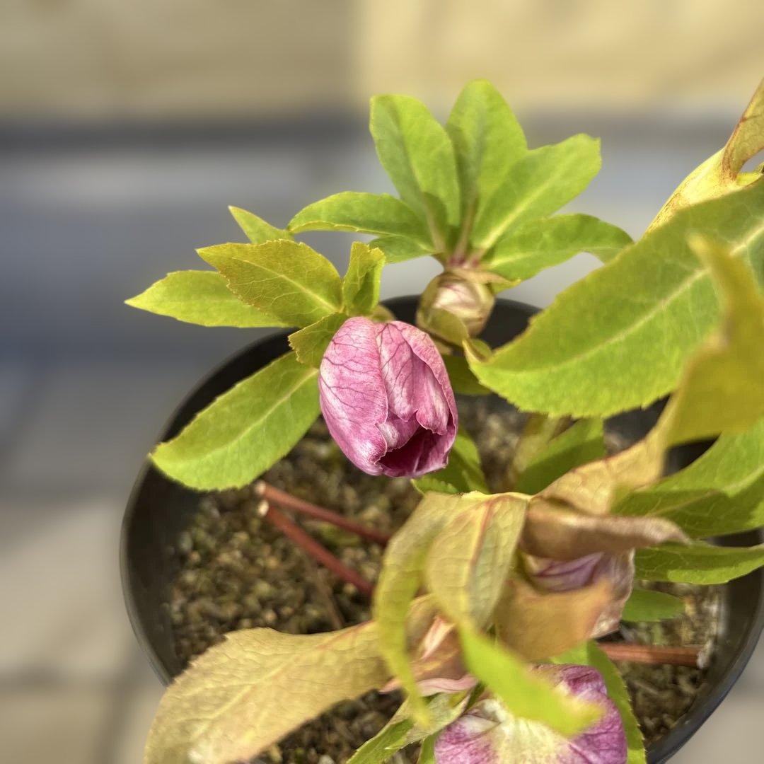 広瀬園芸　クリスマスローズ　ストロベリーオーレア　白抜け　開花株　匿名発送