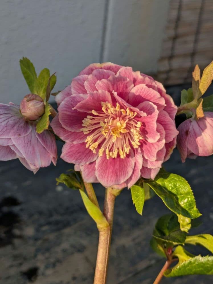 広瀬園芸 クリスマスローズ アンティークオーレアddピンクベイン 鮮やかな白覆輪