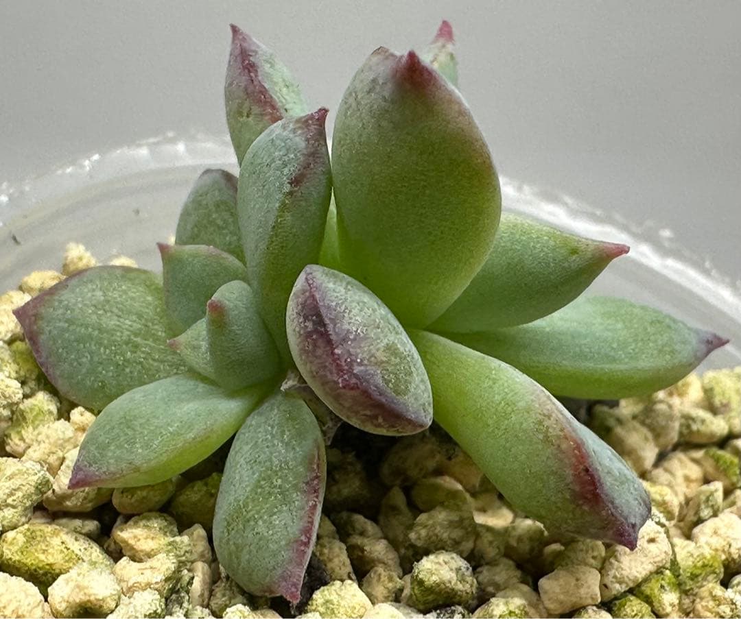 ❤️確認用❤️★F ミックスベリア❤️ウエディングベル❤️抜き苗♪✨メルカリ便✨札なし