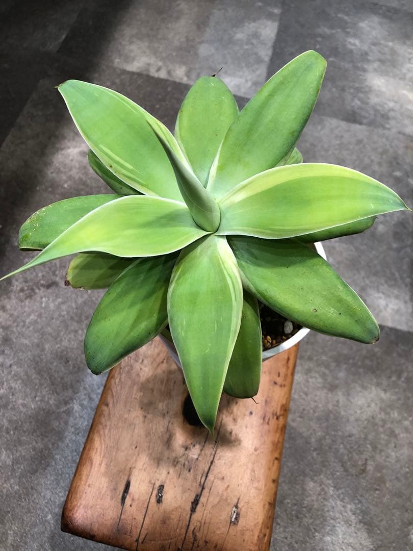 アガベ・アテナータ・レイオブライト