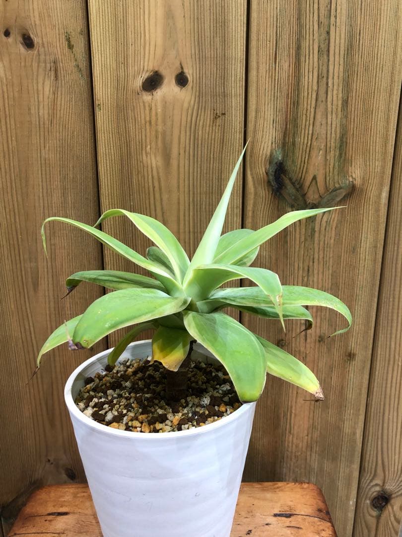 アガベ・アテナータ・レイオブライト