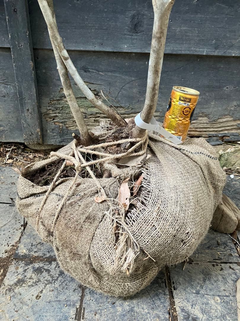 9 山採り　アオダモ