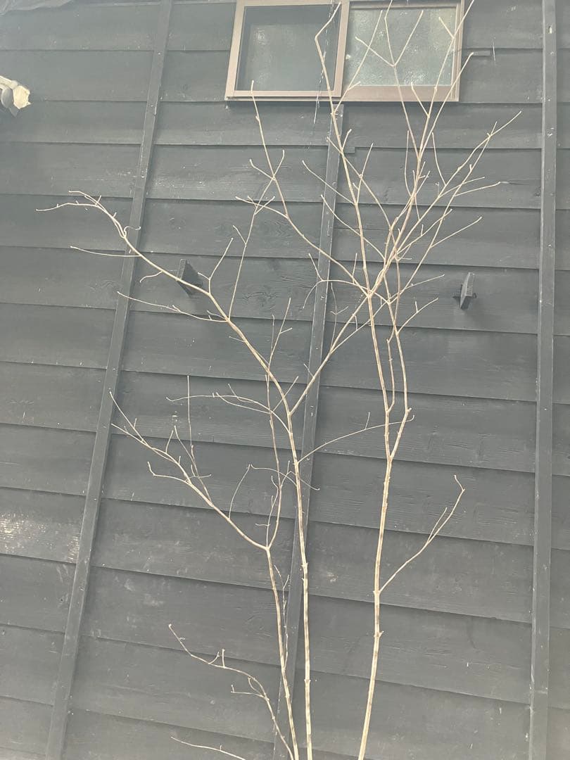 9 山採り　アオダモ