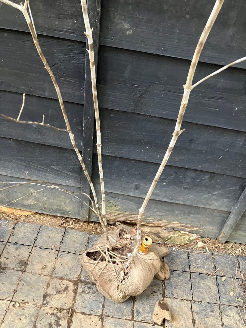 9 山採り　アオダモ