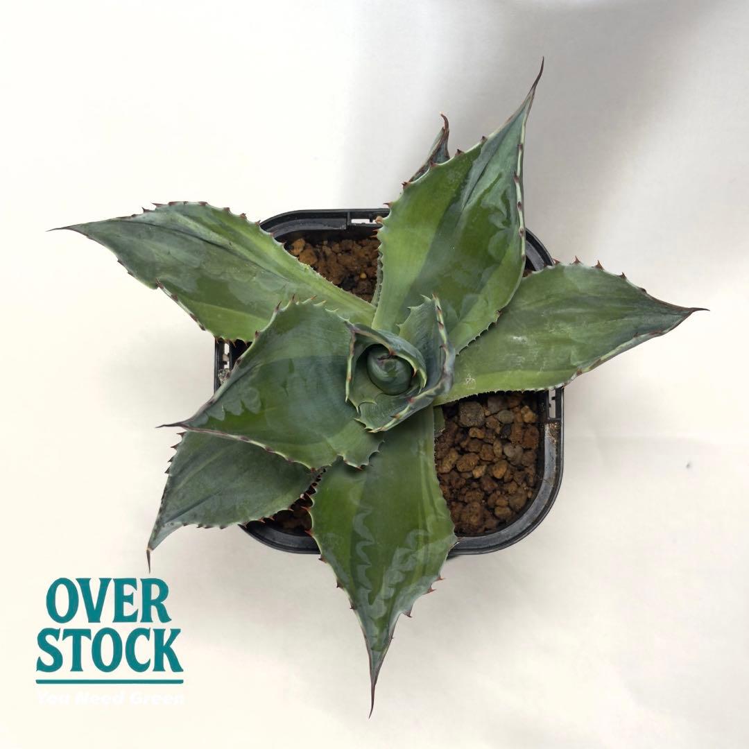 激レア　アガベ　オバティフォリア　オランカ　斑入り　発根済み　鉢ごと