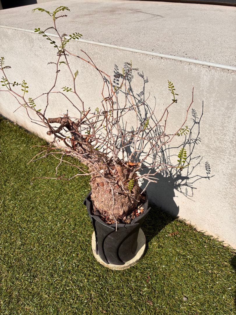 管理5年・毎年芽吹き　オペルクリカリア パキプス 発根済／Knog鉢込み／安定株