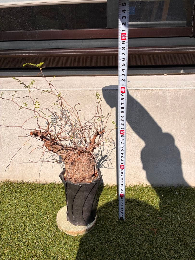 管理5年・毎年芽吹き　オペルクリカリア パキプス 発根済／Knog鉢込み／安定株