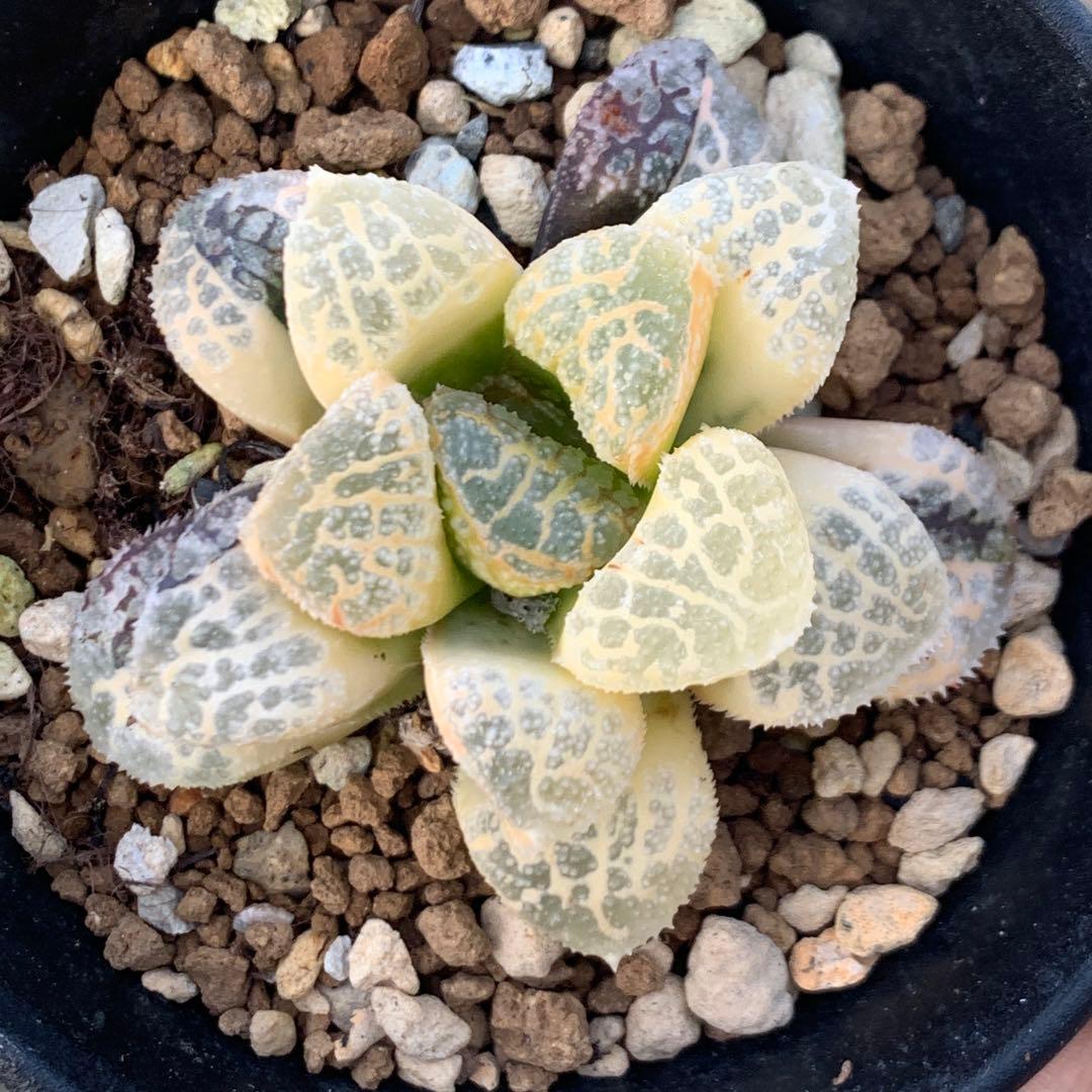 多肉植物 ハオルチア モルドール錦糊斑