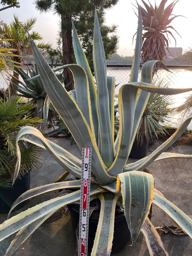 引き取り限定　覆輪リュウゼツラン　アガベ 約1.9m 青緑色