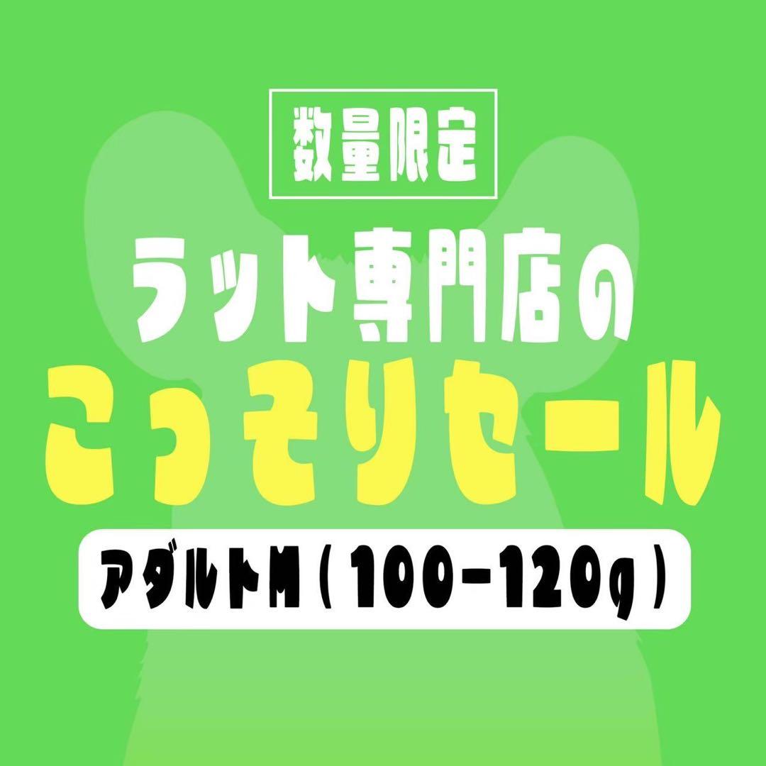 冷凍ラット　アダルトM（100-120g）　50匹
