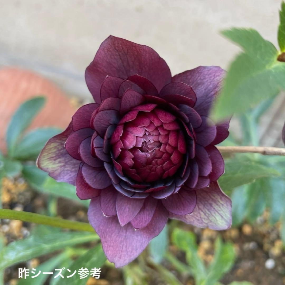 クリスマスローズ(未開花・4号)超多弁レッドベイン