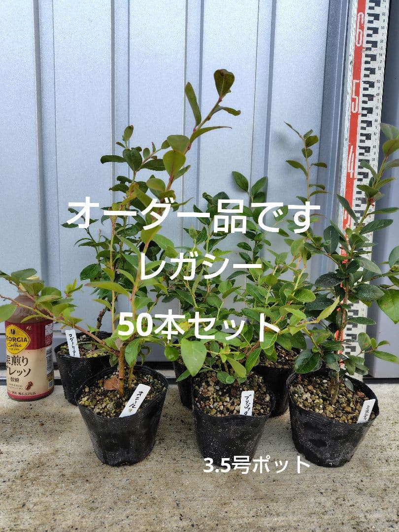 ブルーベリー苗レガシー50本セット