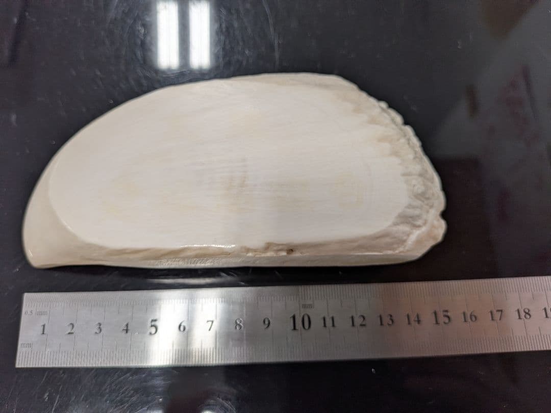 マッコウ鯨歯　本物　片面平磨き済み