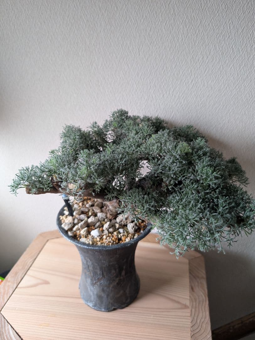 甘い物が好きな人 モンソニア ムルチフィダ 大型XL株